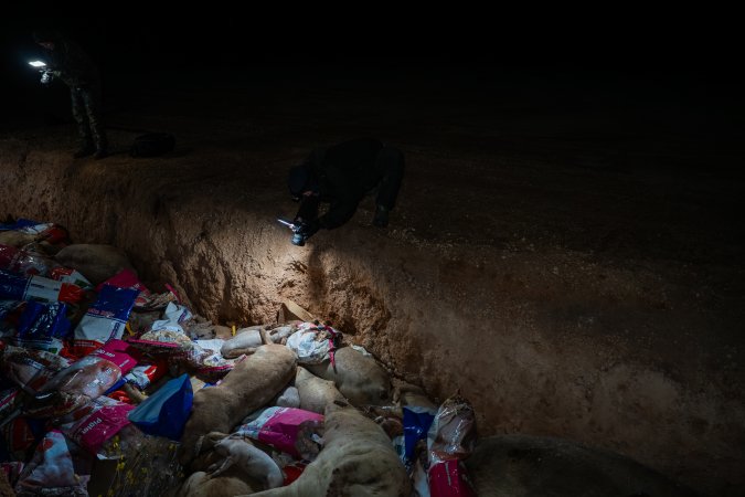 Dead pigs in a trench