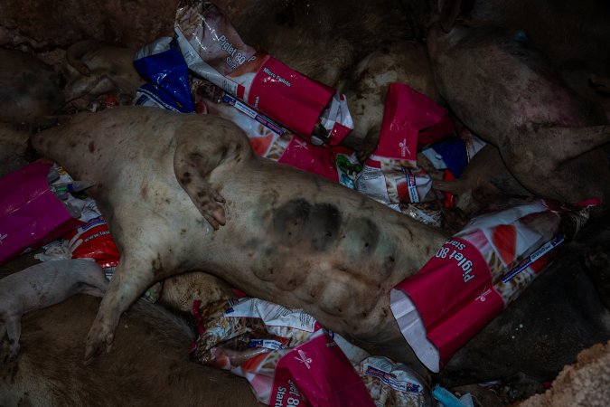 Dead pigs in a trench