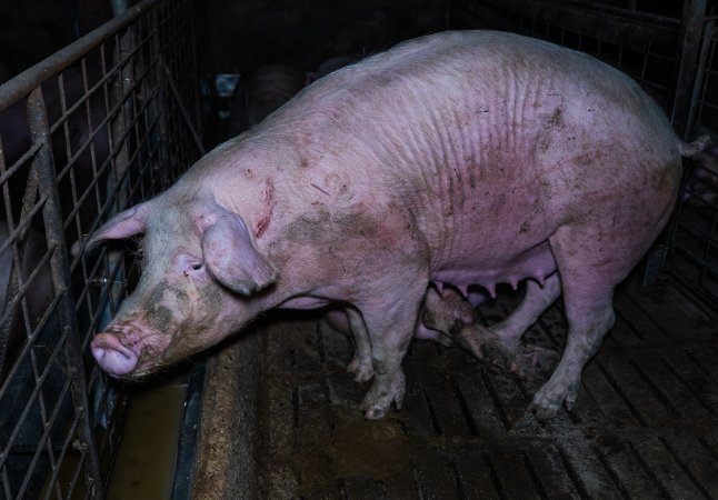 Sow with scratches in group pen