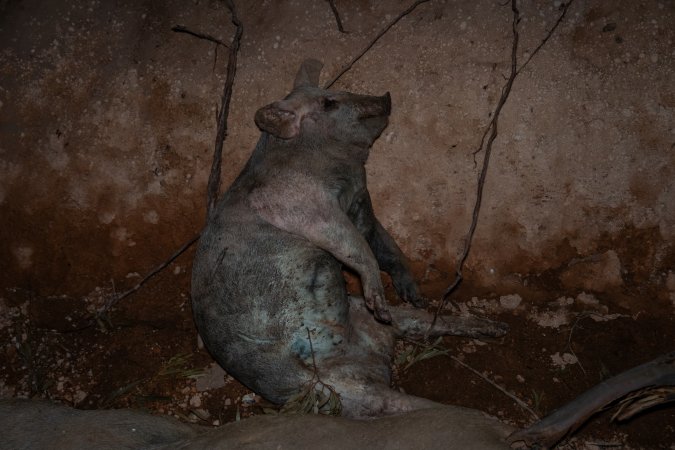 Dead pigs in a trench