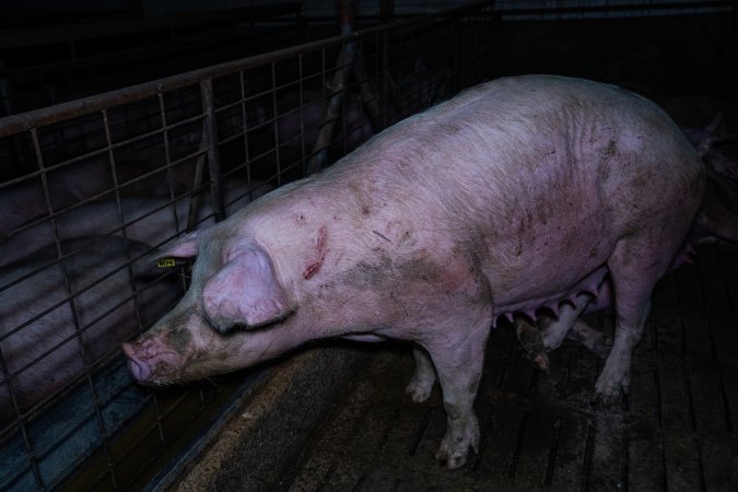 Sow with scratches in group pen