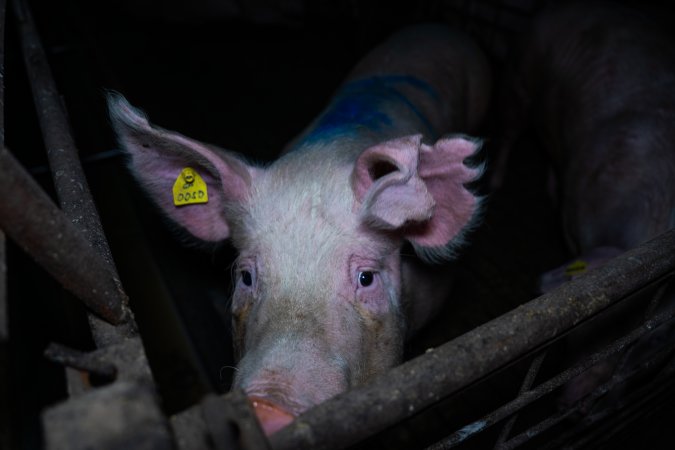 Sow with floppy piece of ear
