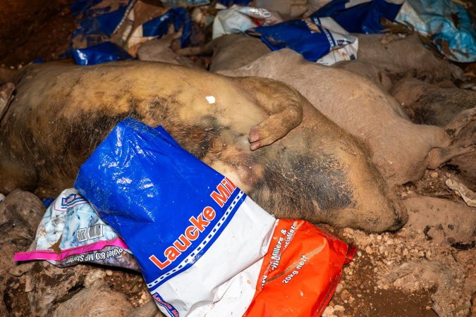 Dead pigs in a trench