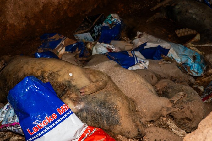 Dead pigs in a trench