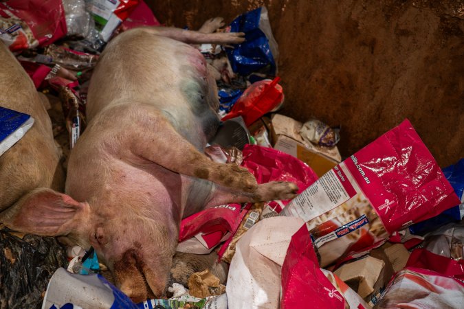 Dead pigs in a trench
