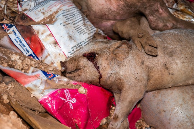 Dead pigs in a trench