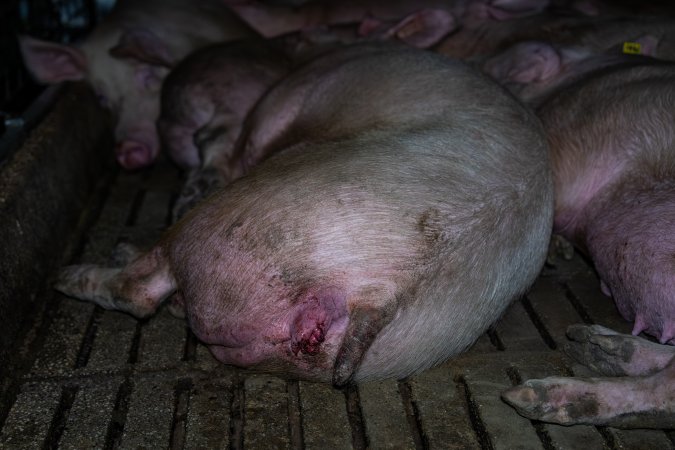 Sow with small prolapse