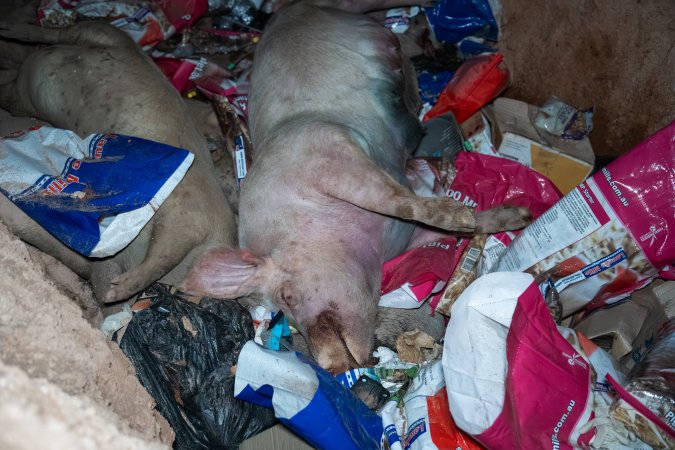 Dead pigs in a trench