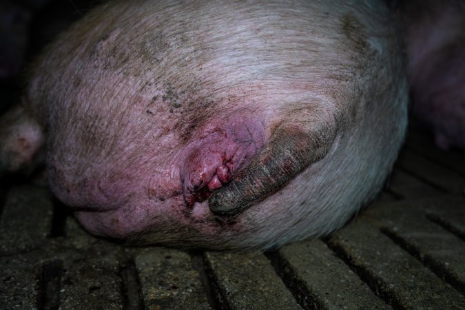 Sow with small prolapse