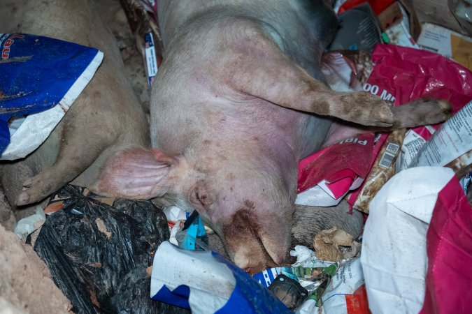 Dead pigs in a trench
