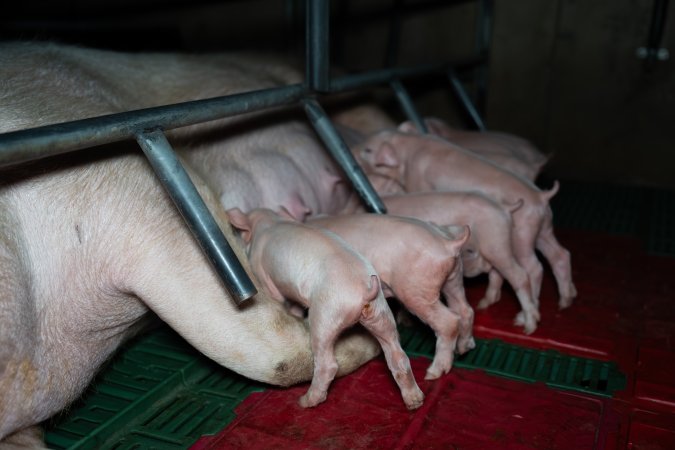 Piglets with cut tails, nursing from their mother