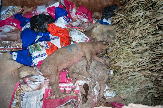 Dead pigs in a trench