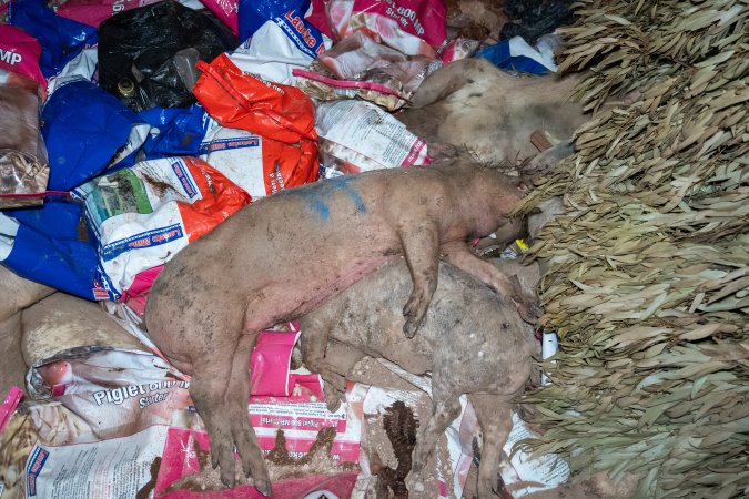 Dead pigs in a trench