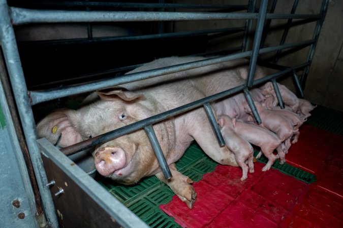 Sow nursing piglets in farrowing crate