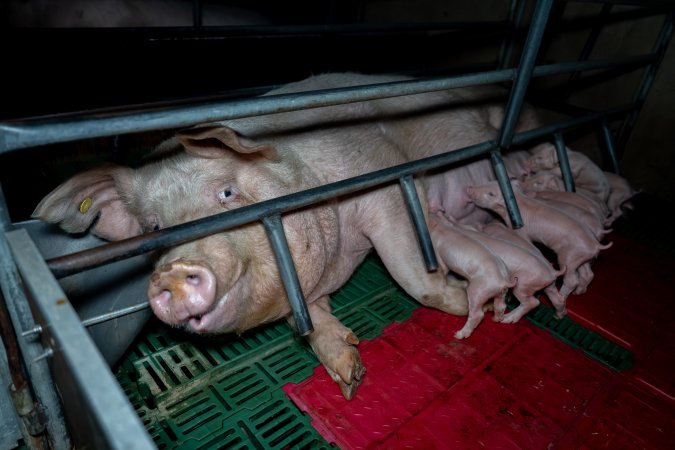 Sow nursing piglets in farrowing crate