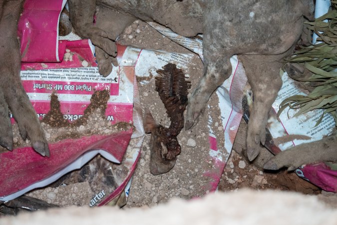 Dead pigs in a trench