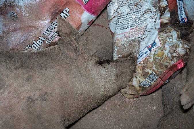 Dead pigs in a trench