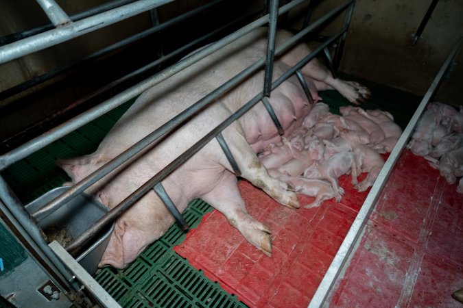 Sow nursing piglets in farrowing crate