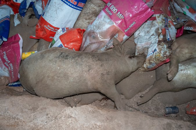 Dead pigs in a trench