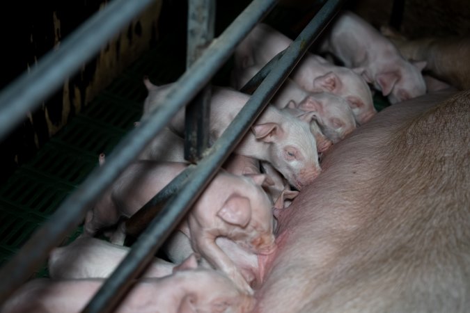 Sow nursing piglets in farrowing crate
