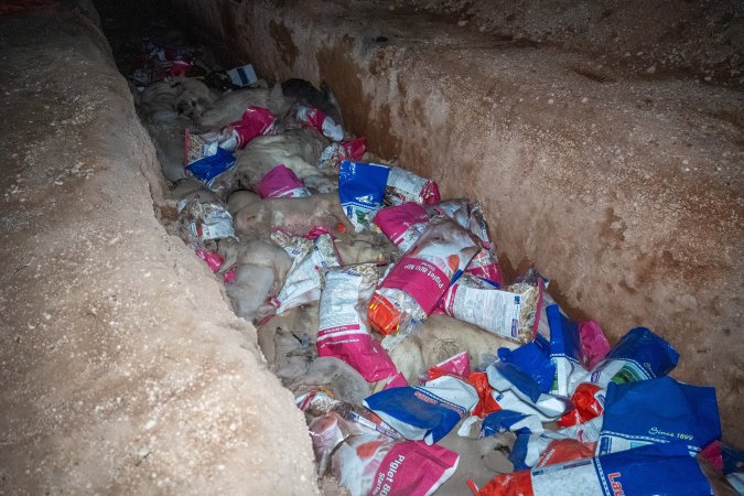Dead pigs in a trench