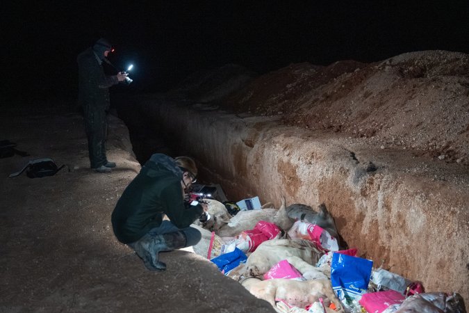 Dead pigs in a trench
