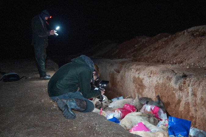 Dead pigs in a trench