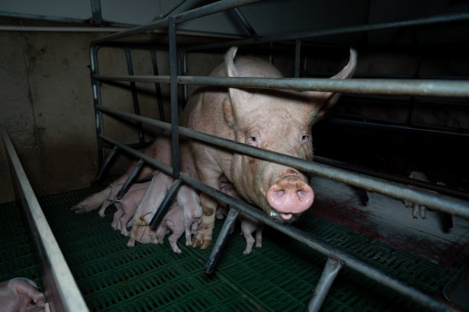 Sow standing above piglets in farrowing crate
