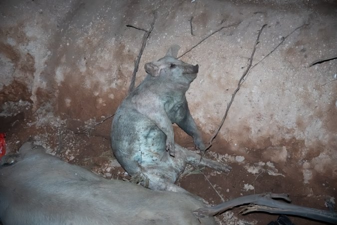 Dead pigs in a trench