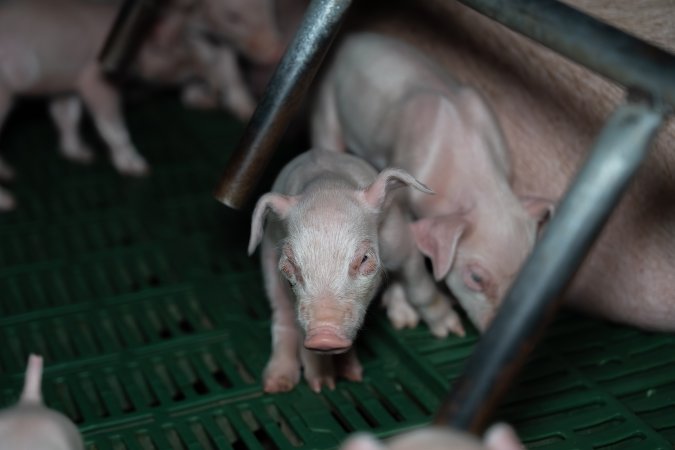 Piglets in farrowing crate
