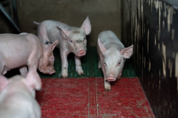Piglets in farrowing crate