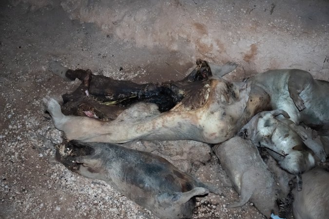 Dead pigs in a trench