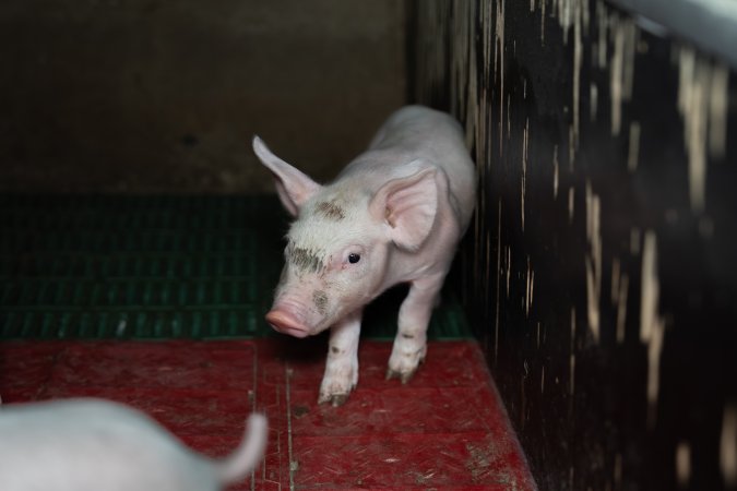 Piglet in farrowing crate, mouth open
