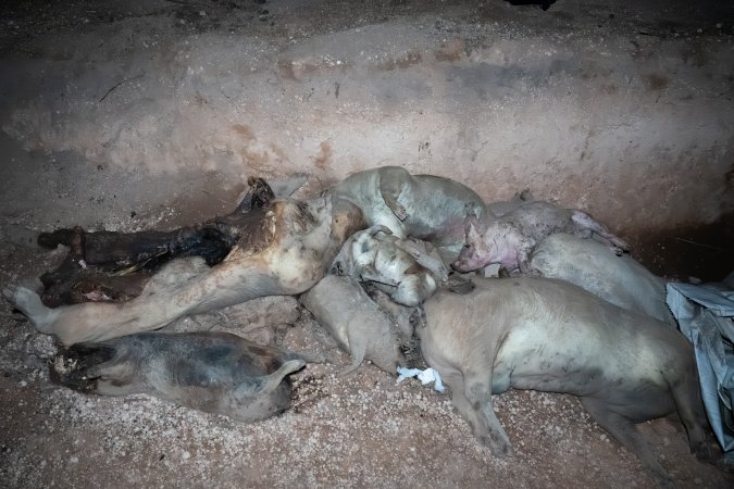 Dead pigs in a trench