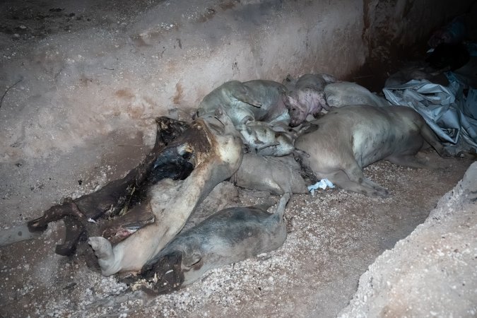 Dead pigs in a trench