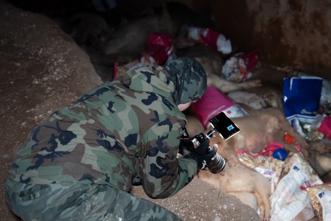 Dead pigs in a trench
