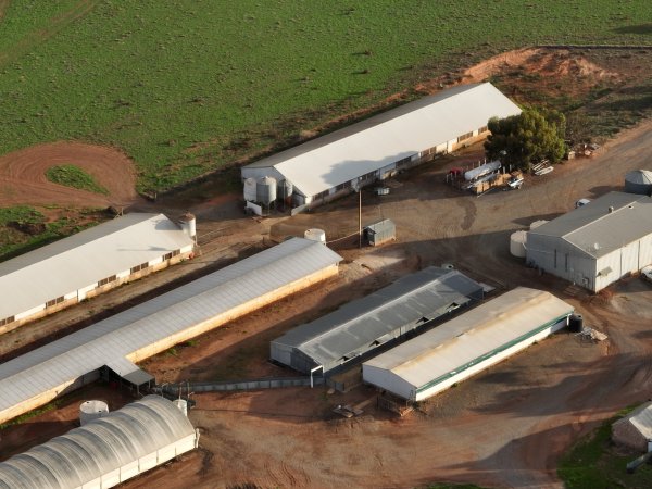 Drone flyover of piggery