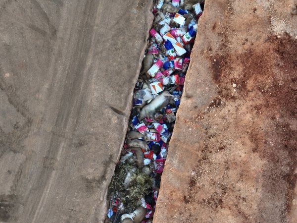 Trench of dead pigs, as seen from drone