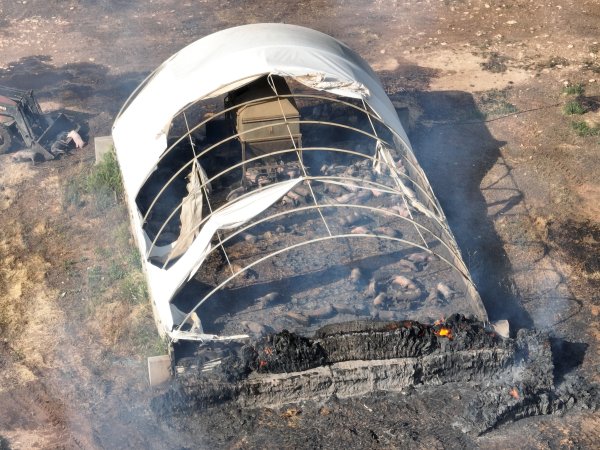 Pigs burned alive in shed fires