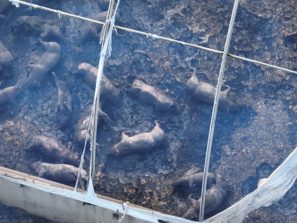 Pigs burned alive in shed fires