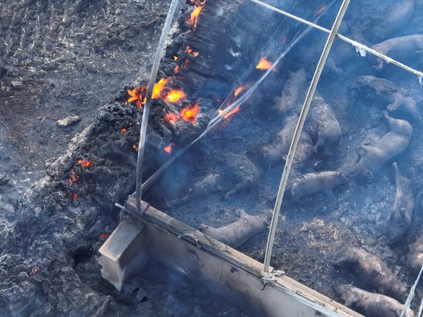 Pigs burned alive in shed fires