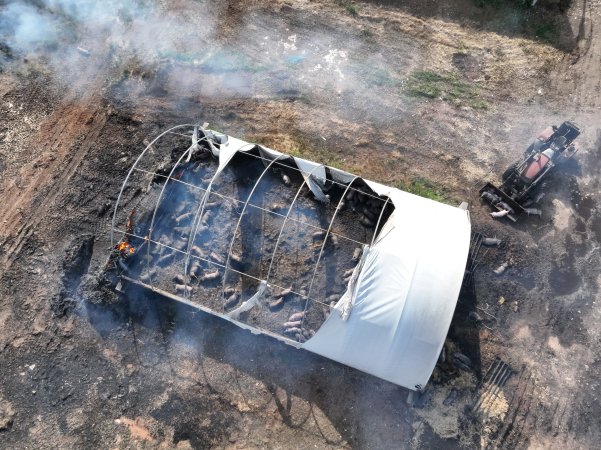 Pigs burned alive in shed fires