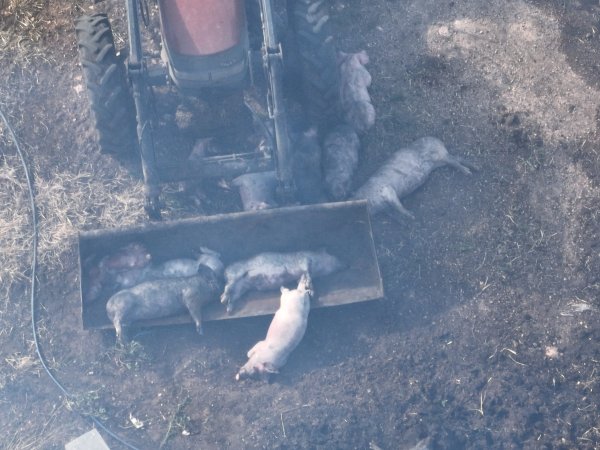 Pigs burned alive in shed fires