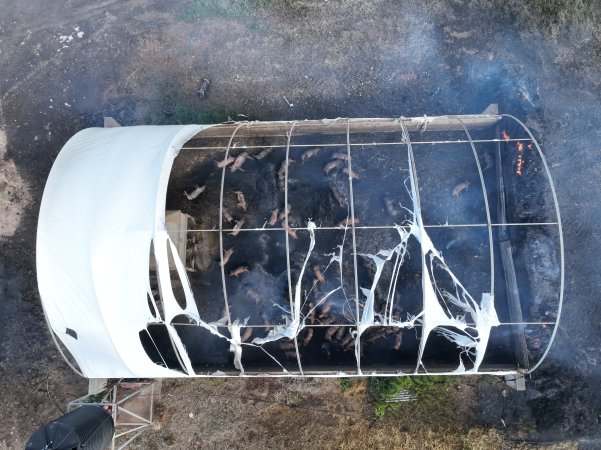 Pigs burned alive in shed fires