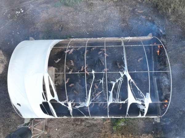 Pigs burned alive in shed fires