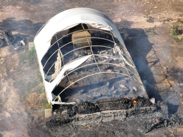 Pigs burned alive in shed fires