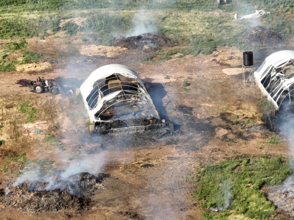 Pigs burned alive in shed fires