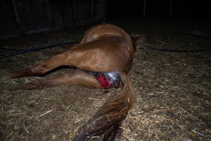 Dead mare with prolapse and wound.