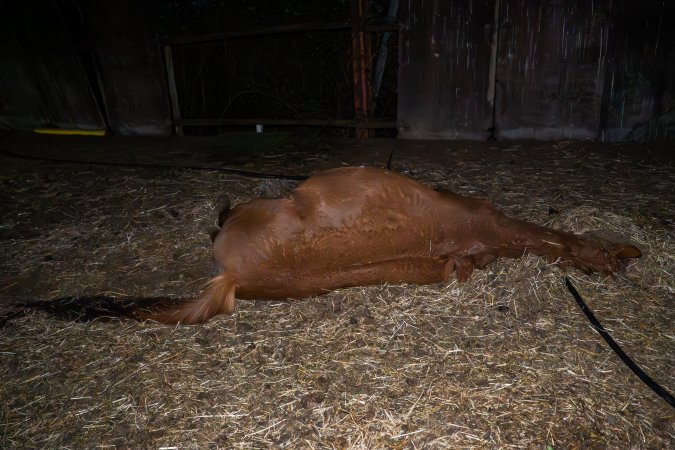 Dead mare