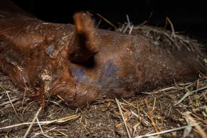 Dead mare - missing fur on neck